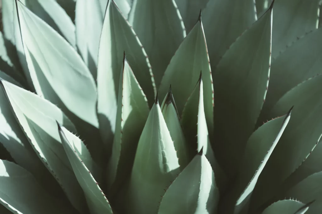 tequila - cactus agave - sebacom